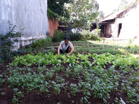 Chị Trần Thị Nở  (thôn Mới, xã Hòa Hiệp, huyện Cư Kuin) tận dụng khoảnh đất trống trước nhà để trồng rau sạch. 