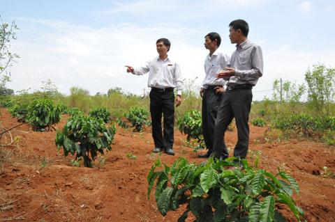 Kiểm tra một vườn cà phê tái canh tại huyện Ea Kar. (Ảnh minh họa)