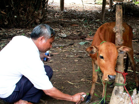 Cán bộ thú y  xã Ea Nuôl điều trị  cho bò  bị bệnh lở mồm,  long móng. 