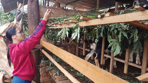 Chị Nguyễn Thị Huệ  đang chăm sóc đàn dê.