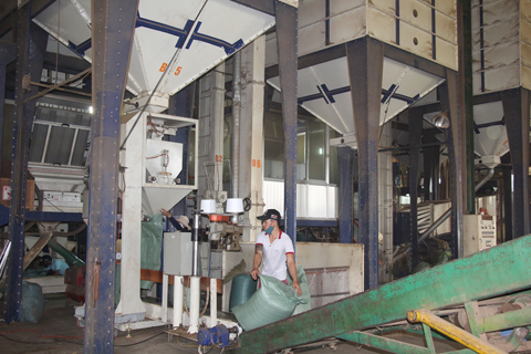 Một nhà máy chế biến cà phê xuất khẩu trong Khu công nghiệp Hòa Phú