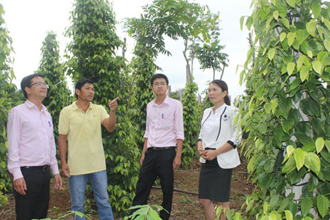 Cán bộ Phòng giao dịch NHCSXH huyện Krông Năng thăm mô hình sản xuất của anh Đinh Hồng Diễn  (thứ 2 từ trái qua).  