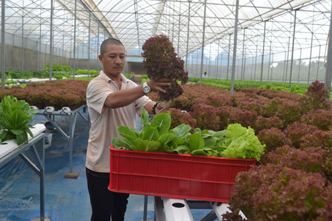 Một vườn rau thủy canh của người dân phường Khánh Xuân, TP. Buôn Ma Thuột