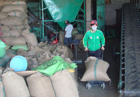 Một doanh nghiệp kinh doanh cà phê tại huyện Cư Kuin (Ảnh minh họa)