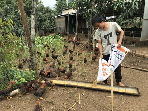 Anh Trương Văn Bình (xã Ea Kmút) đang chăm sóc  đàn gà để bán trong dịp tết. 