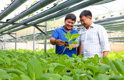 Anh Nguyễn Minh Tín (trái) và Nguyễn Hoàng Phương đang kiểm tra sản phẩm rau sạch tại hệ thống thủy canh của mình.  