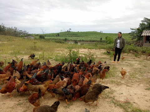 Đàn gà nuôi theo mô hình thả vườn của bà Nguyễn Thị Dung (thôn 2, xã Ea Pil).   