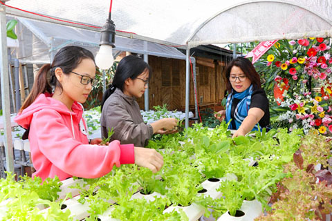 Chị Nguyễn Thị Thái Thanh (bìa phải) hướng dẫn nhân viên cách chăm sóc rau thủy canh. 