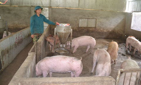  Số lượng  heo của trang trại gia đình  anh Phạm Xuân Toàn (thôn 6,  xã Xuân Phú) đã giảm đi một nửa.