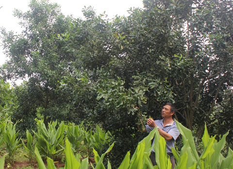 Vườn cây xen canh của HTX nông nghiệp mắc ca Tân Định, huyện Krông Năng