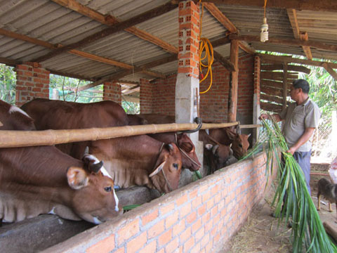 Trang trại bò của  gia đình ông Nguyễn Văn Bân ở xã  Xuân Phú (huyện  Ea Kar). 
